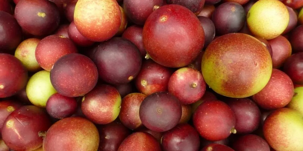 camu camu fruit (myrciaria dubia