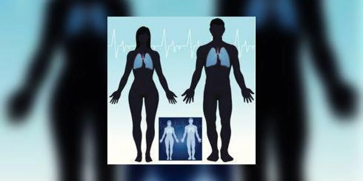 poumons d'anatomie masculine et féminine