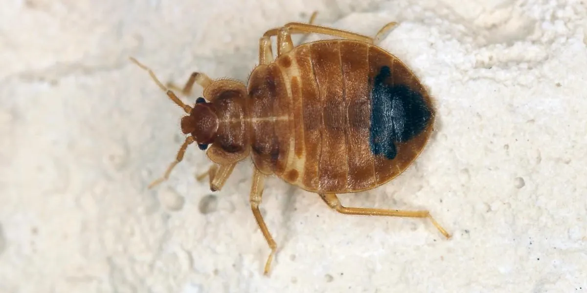 bed bug cimex lectularius parasitic insects of the cimicid family feeds on human blood bed bug cimex lectularius parasitic insects of the cimicid family feeds on human blood