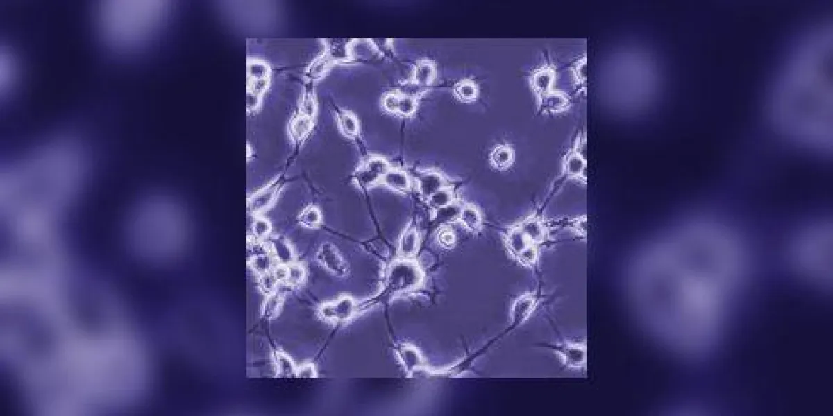 neurones en culture