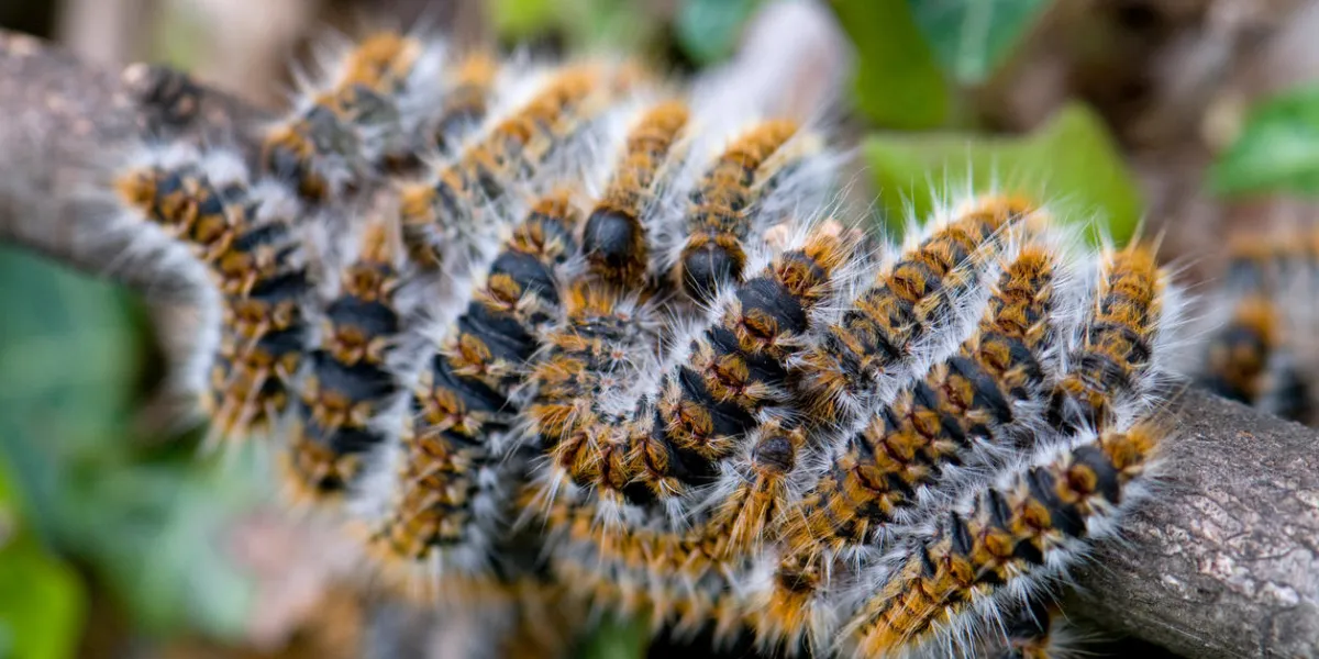 chenille processionnaire thaumetopoea processionea chenille processionnaire thaumetopoea processionea