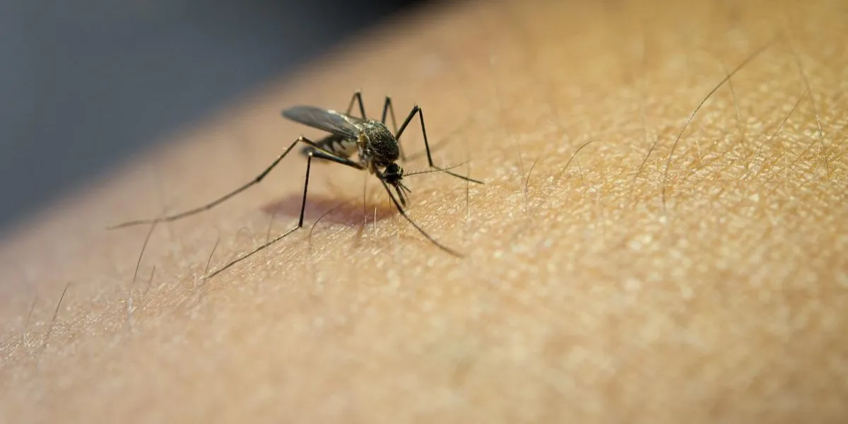 close-up of mosquito sucking blood from human arm