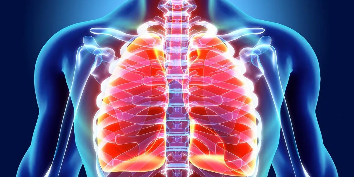 3d illustration of lungs - part of human organic 3d illustration of lungs - part of human organic