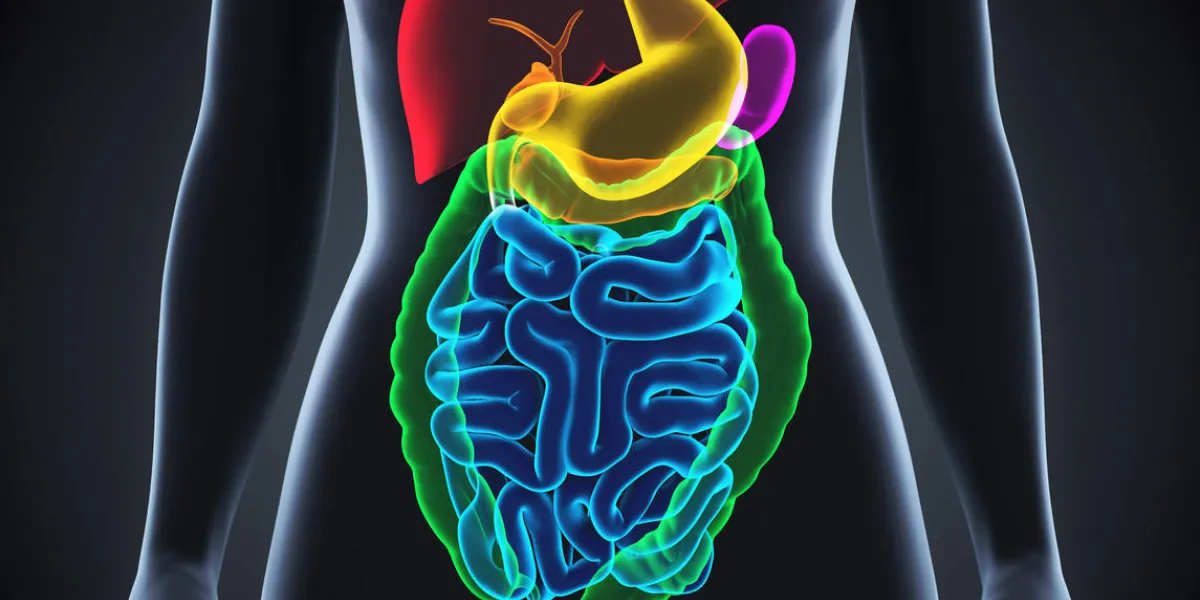 human digestive system illustration 3d render human digestive system illustration 3d render