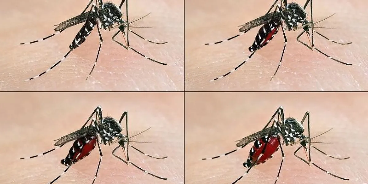 frames of a tiger mosquito (aedes albopictus) having a blood meal frames of a tiger mosquito (aedes albopictus) having a blood meal