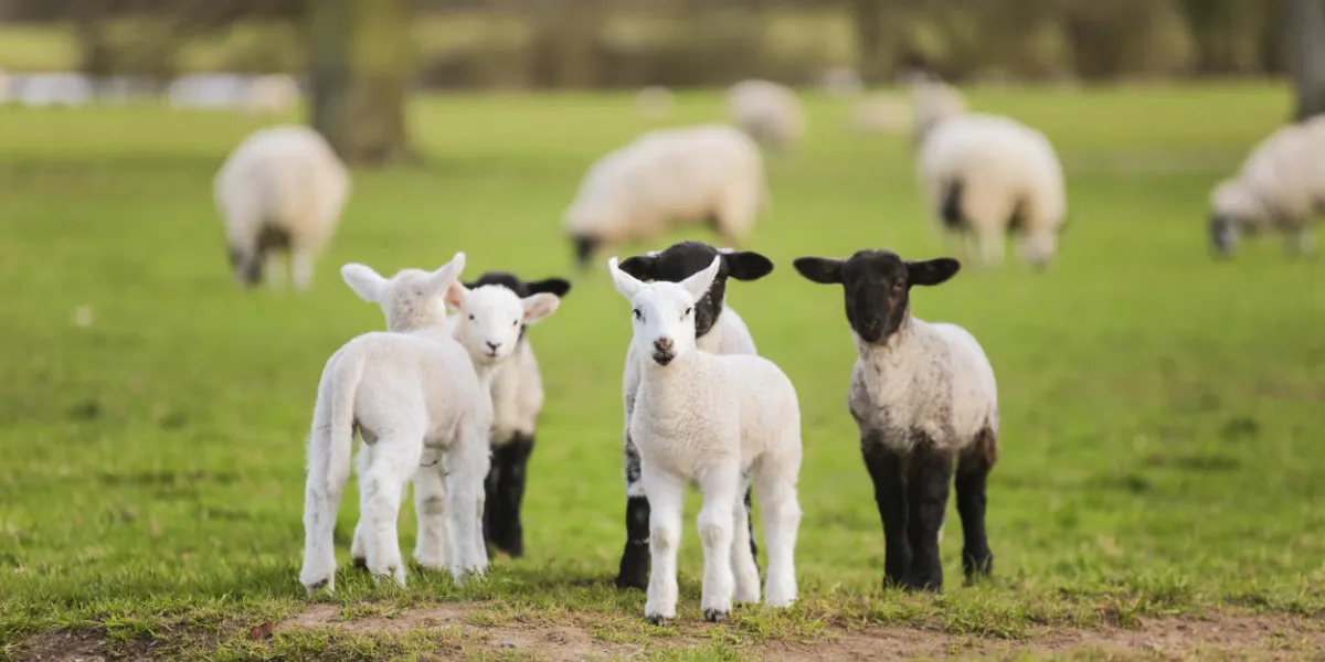 young baby spring lambs and sheep in a green farm field