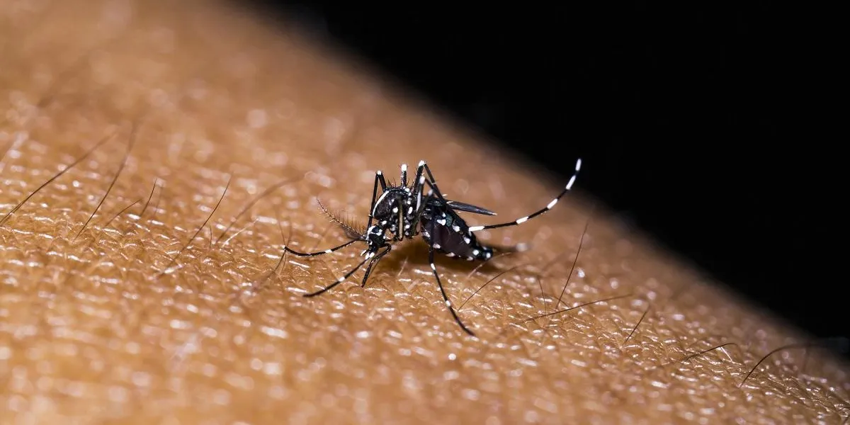 mosquito sucking blood mosquito sucking blood