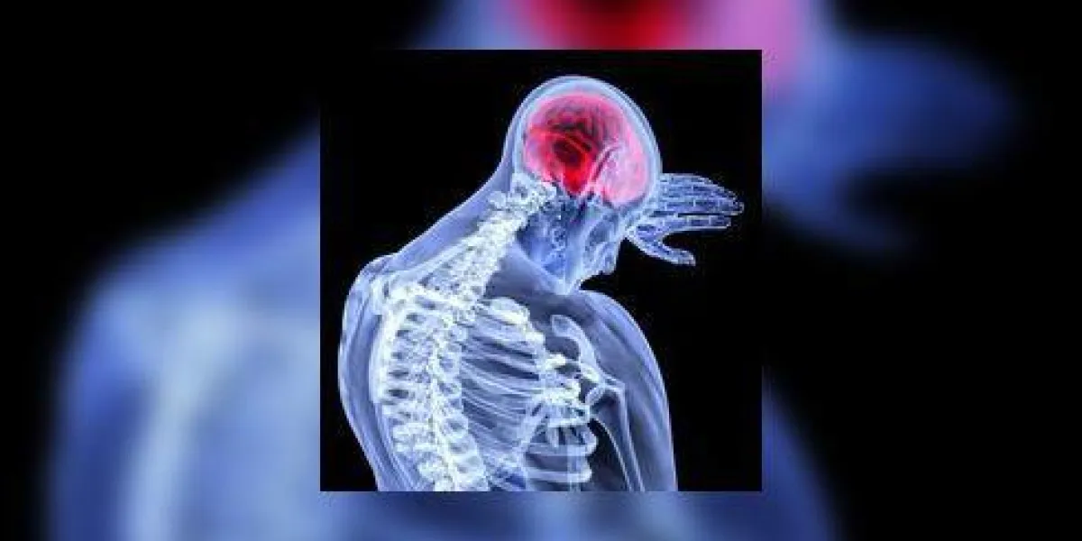 cerveau cerveau
