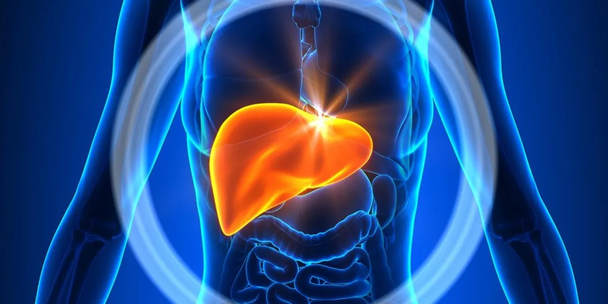 liver - female organs - human anatomy