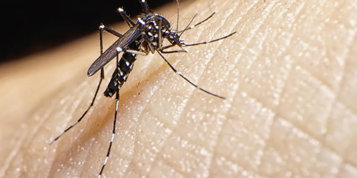 aedes albopictus mosquito aedes albopictus mosquito