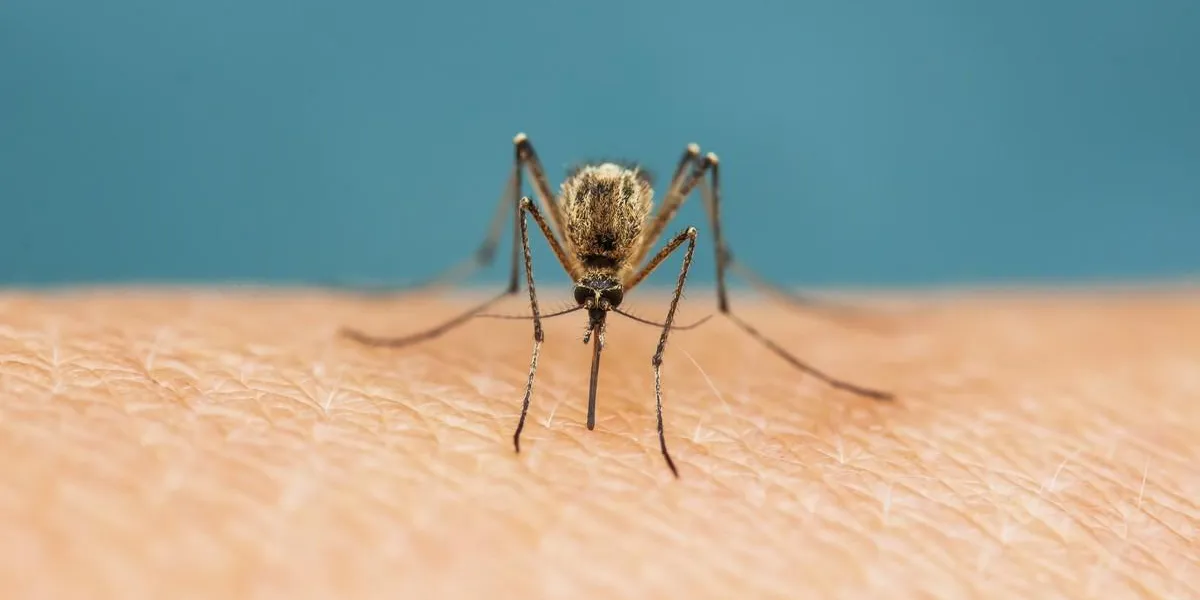 nasty insect mosquito plunged his trunk into the skin and drinks blood