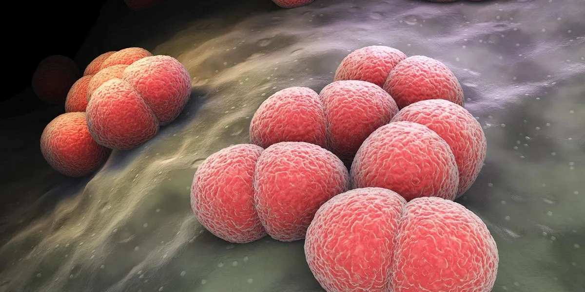 neisseria meningitidis or meningococcus is a bacterium that can cause meningitis and other forms of meningococcal disease neisseria meningitidis or meningococcus is a bacterium that can cause meningitis and other forms of meningococcal disease
