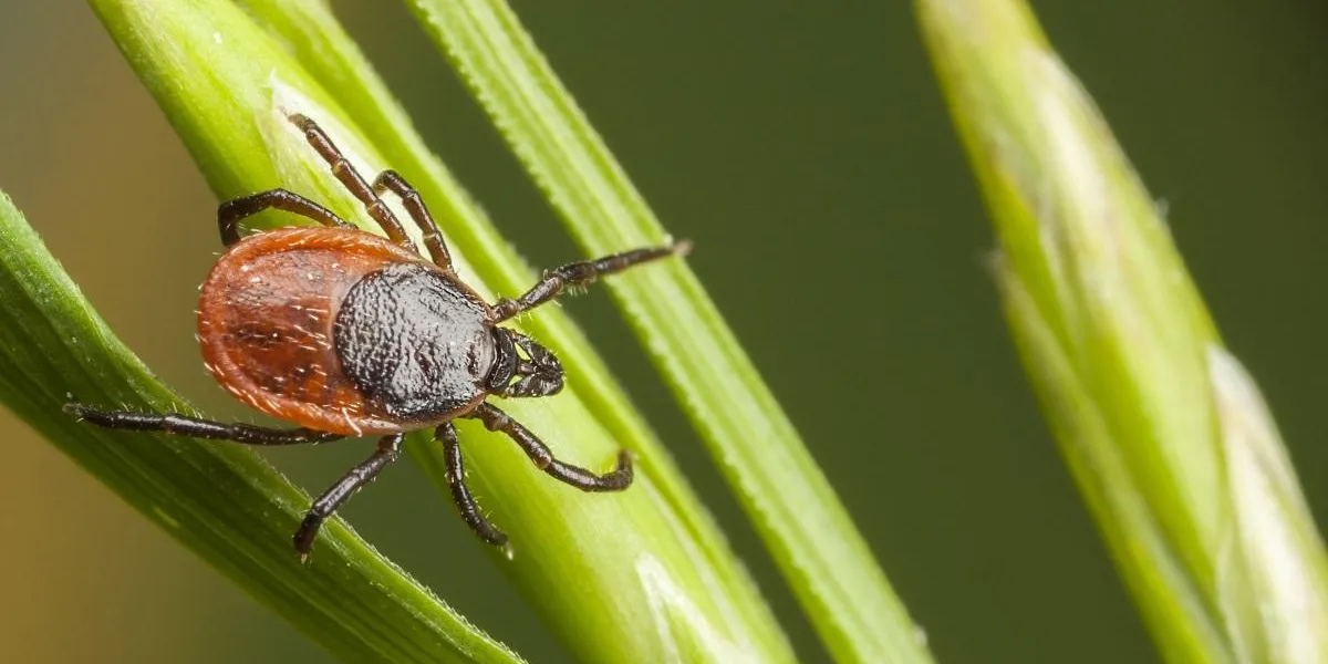 closeup of a tick on a plant straw closeup of a tick on a plant straw