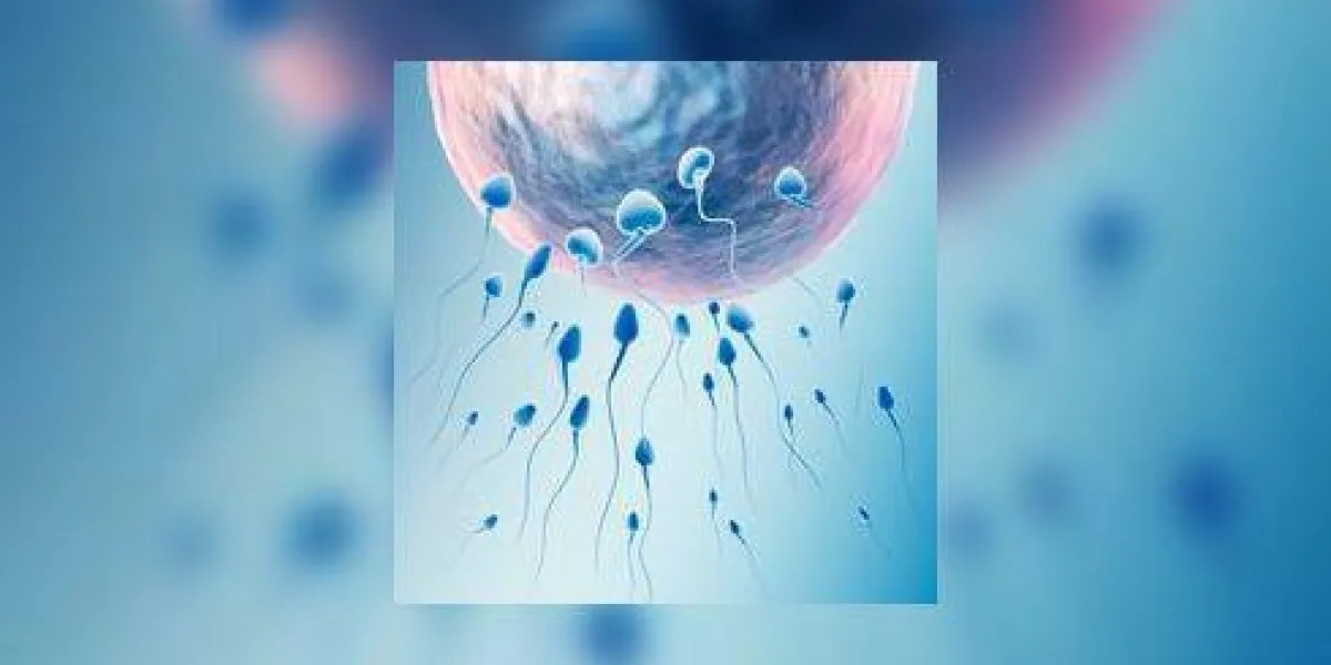 nouvelle vie commençant le sperme et l'oeuf humain taille xxl