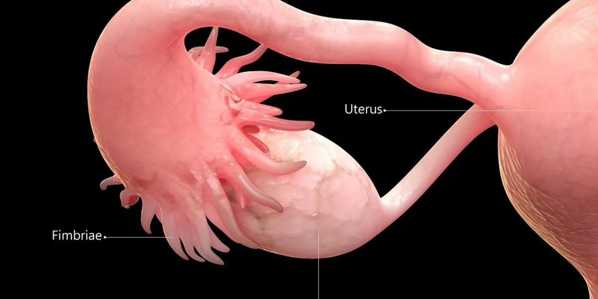 female reproductive system anatomy
