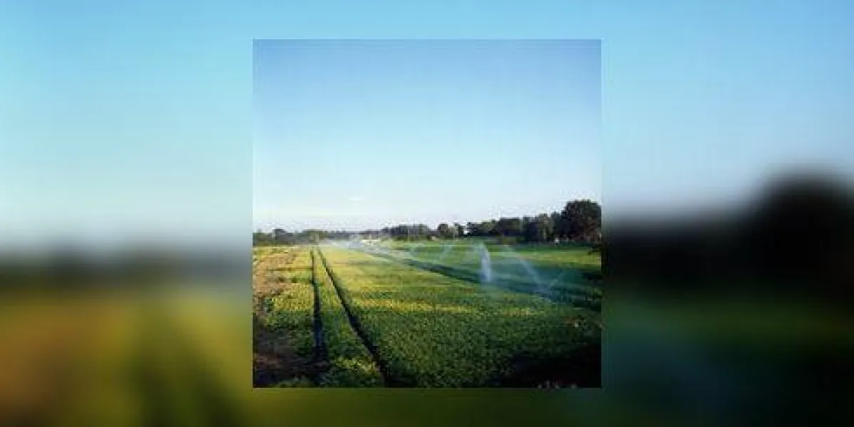 irrigation, céleri, kinsealy, co dublin, irlande