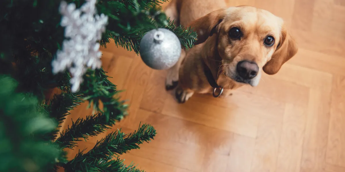 chien assis près de l'arbre de noël sur le plancher en bois en regardant la caméra chien assis près de l'arbre de noël sur le plancher en bois en regardant la caméra