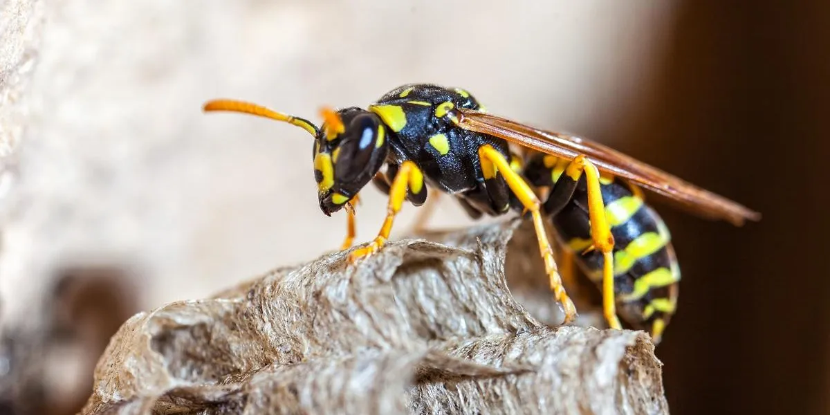a young paper wasp queen builds a nest to start a new colony a young paper wasp queen builds a nest to start a new colony