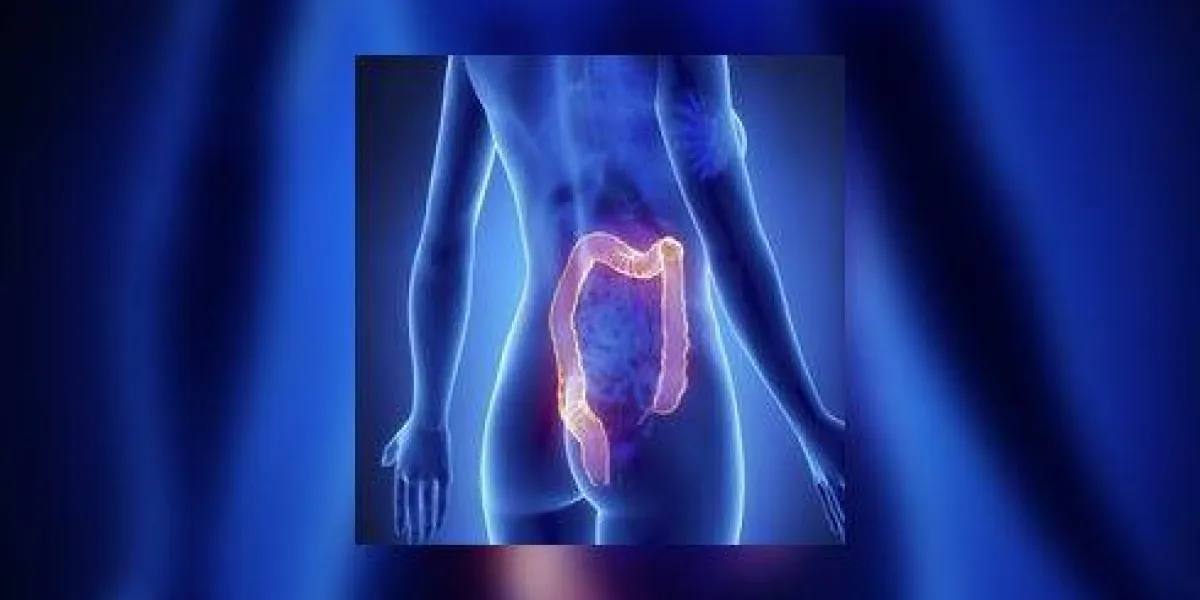 anatomie du côlon féminin radiographie vue postérieure