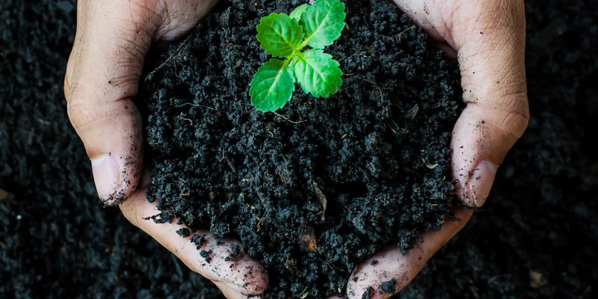 hands holding soil with young plant hands holding soil with young plant