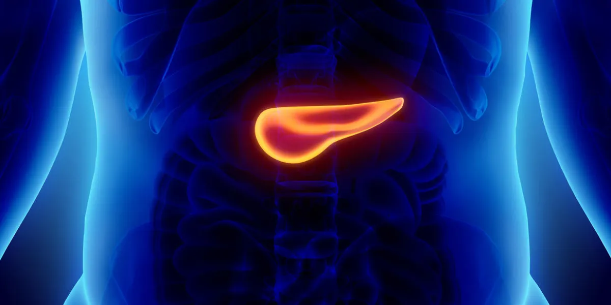 3d illustration of pancreas - part of digestive system, medical concept 3d illustration of pancreas - part of digestive system, medical concept