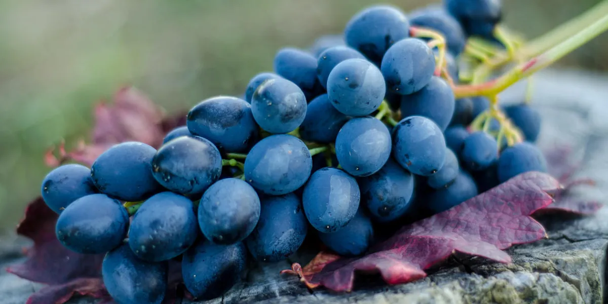 red grapes on table in vineyard red grapes on table in vineyard