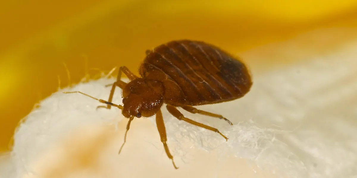 macro photo of a bed bug