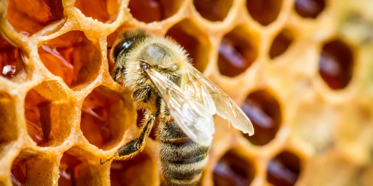 bees in a beehive on honeycomb
