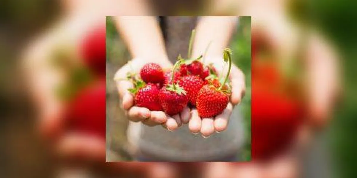 fraise sur les mains de la femme fraise sur les mains de la femme