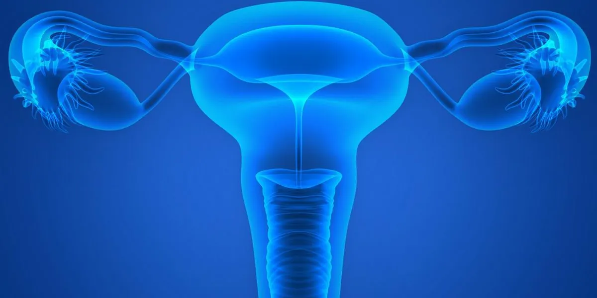 le système de reproduction féminin le système de reproduction féminin