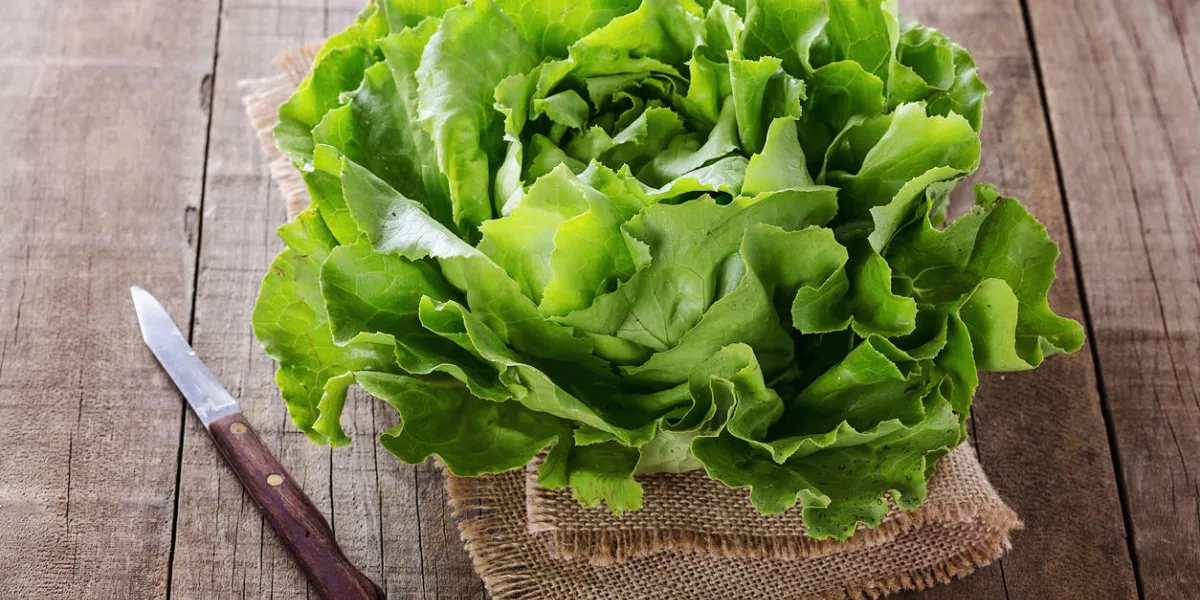 single organic butter lettuce head over wooden rustic background single organic butter lettuce head over wooden rustic background