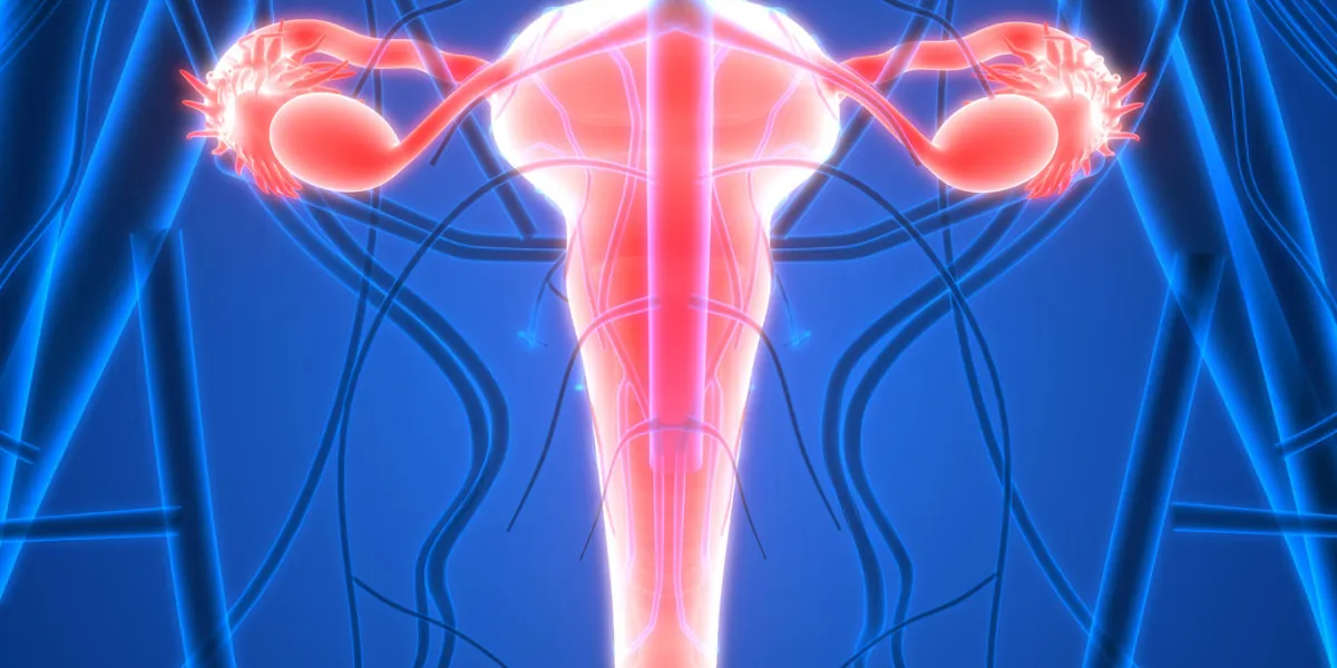3d illustration of female reproductive system with nervous system 3d illustration of female reproductive system with nervous system