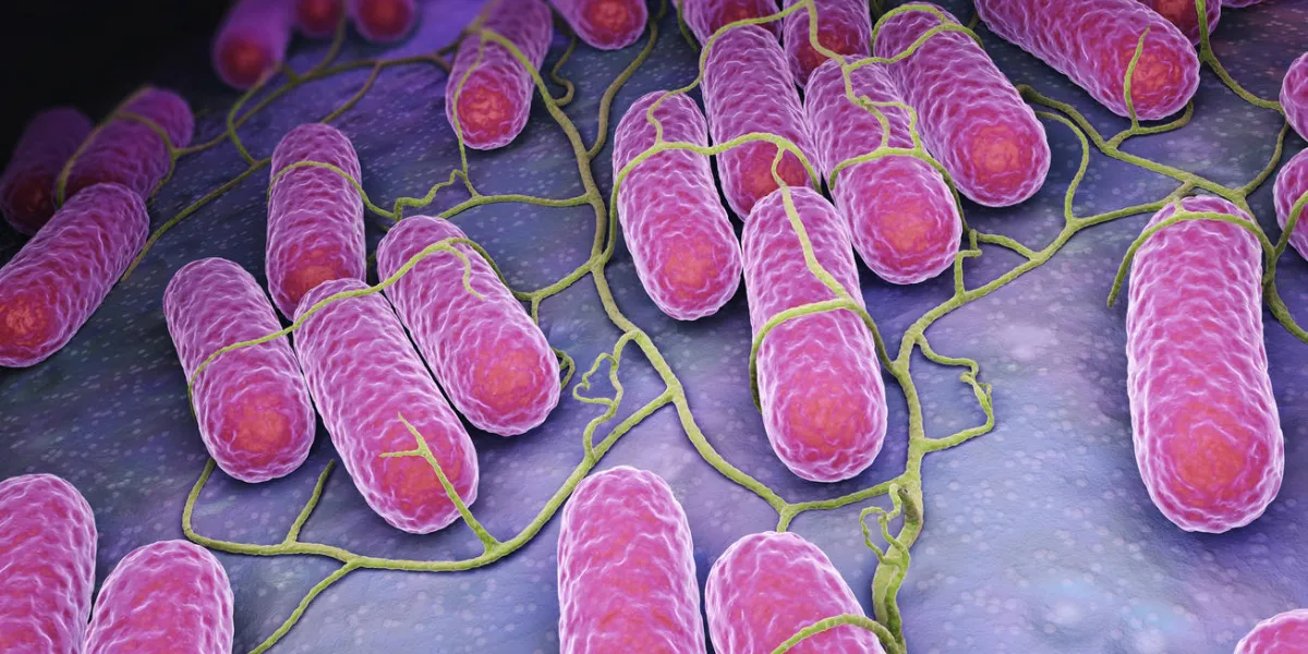 culture of salmonella bacteria 3d illustration