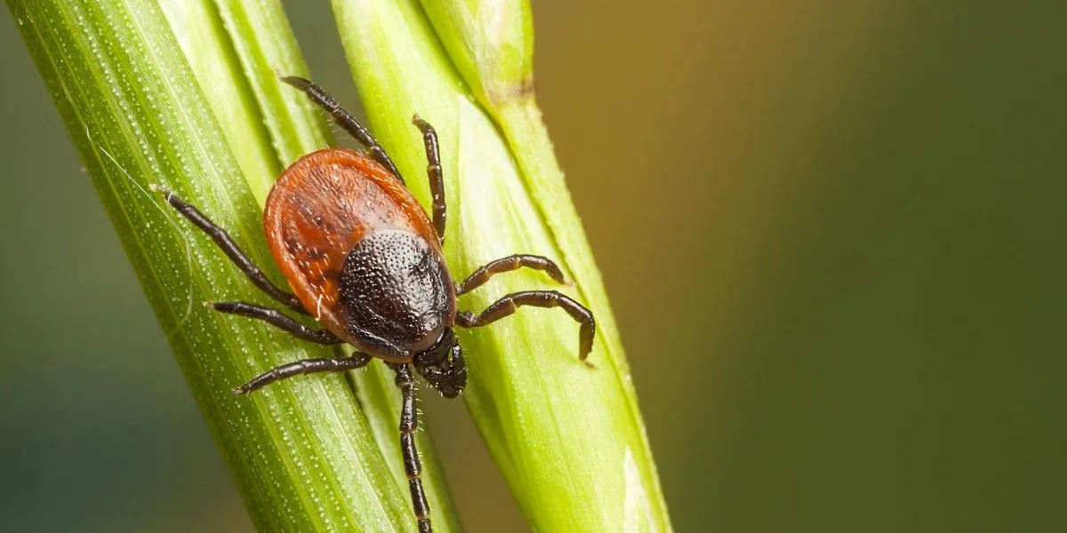 closeup of a tick on a plant straw closeup of a tick on a plant straw