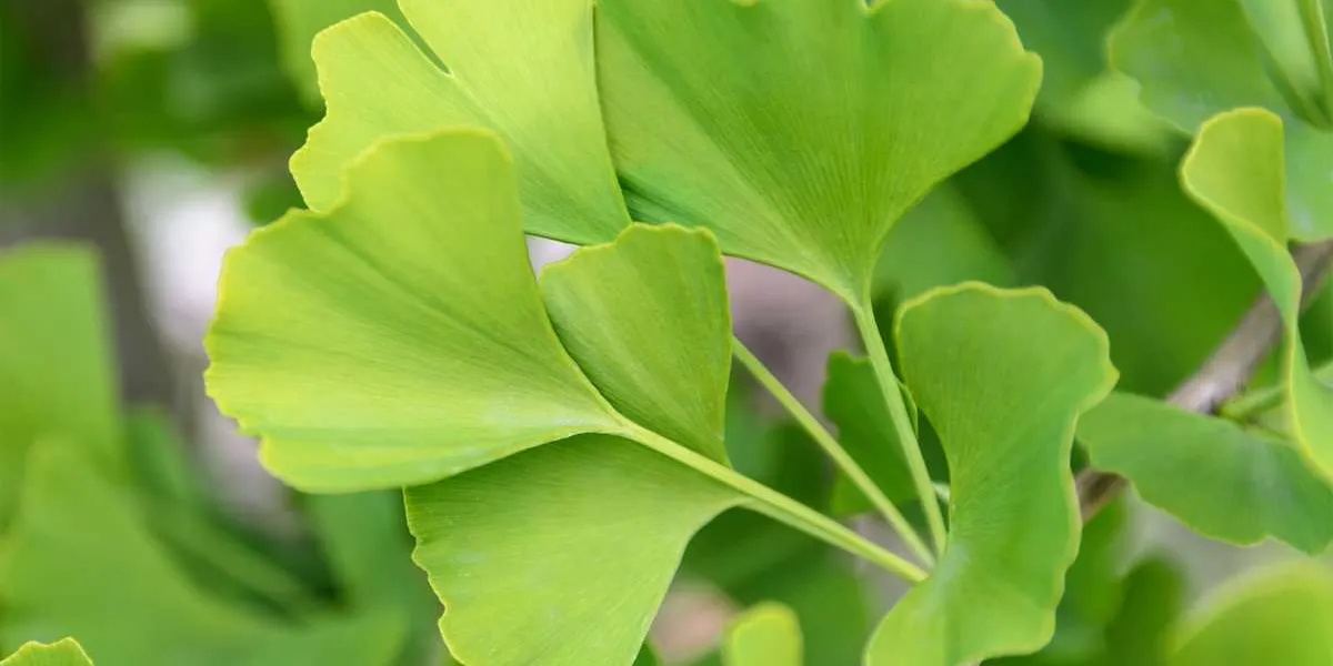 ginkgo biloba leaves