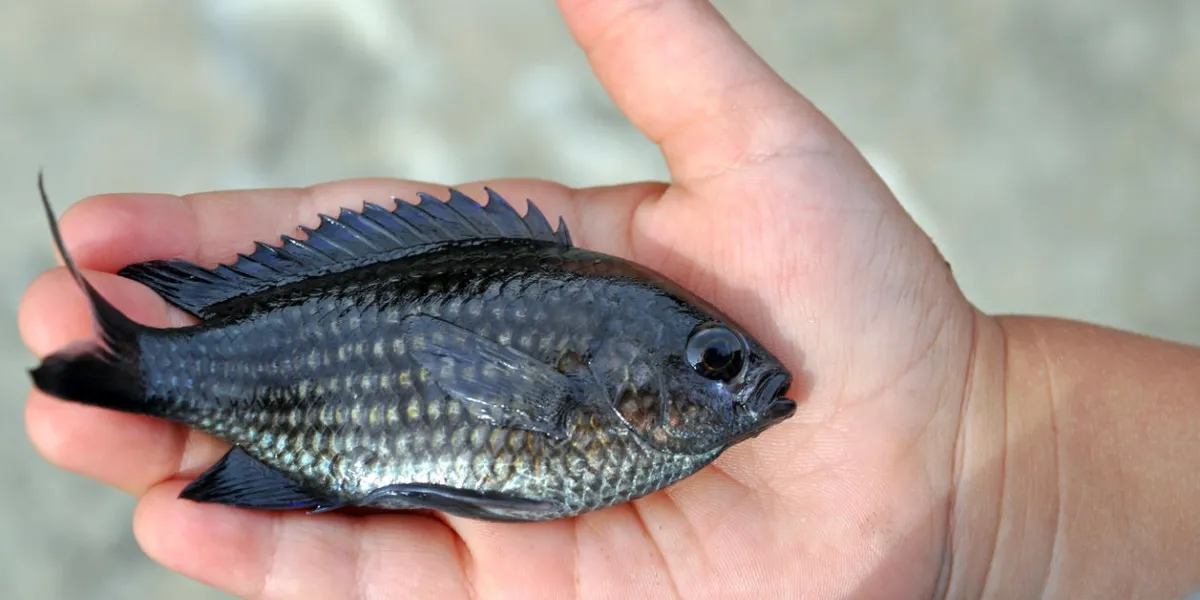 une petite espèce de poisson noir chromis dans la paume d'un enfant