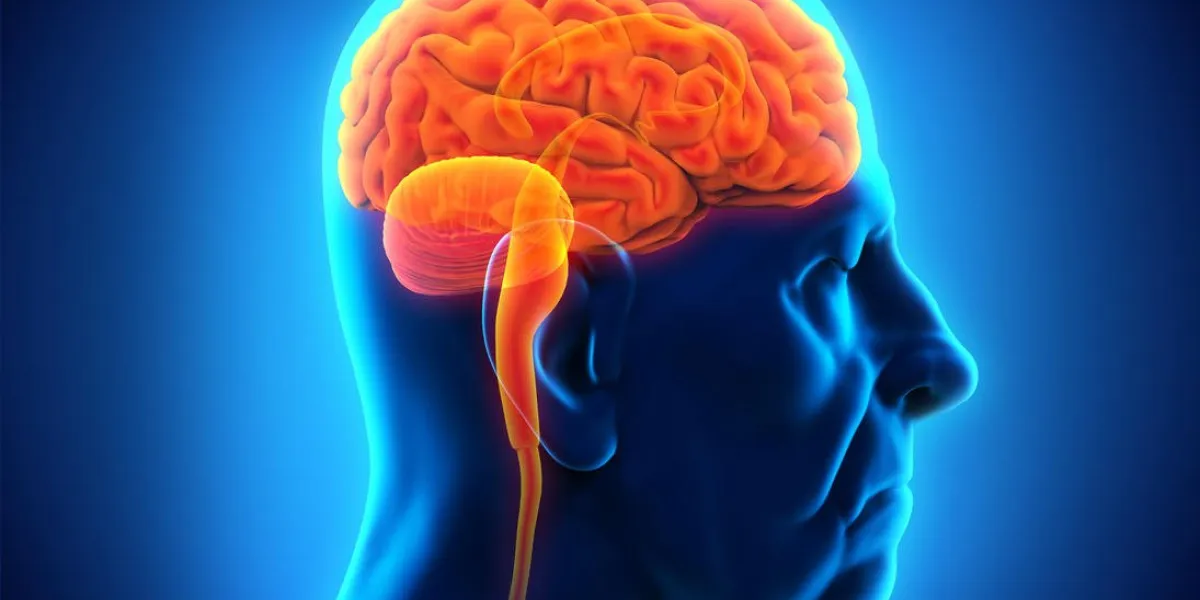 elderly male brain anatomy illustration 3d render elderly male brain anatomy illustration 3d render