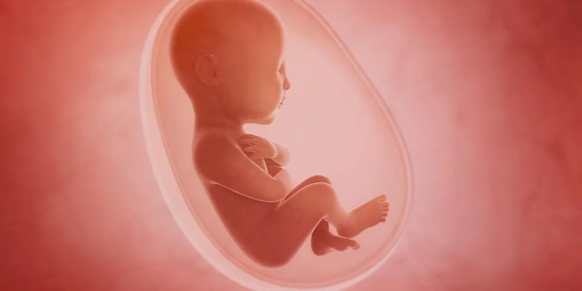 fetus inside the womb