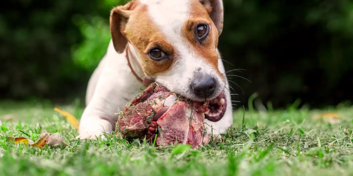 young jack russell terrier dog lying on a meadow and eat a raw bone young jack russell terrier dog lying on a meadow and eat a raw bone