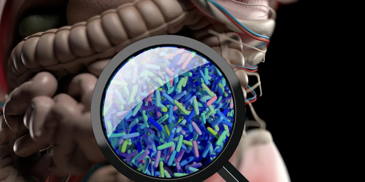 gut bacteria, microbiome bacteria magnified through magnifying glass, concept, representation 3d illustration gut bacteria, microbiome bacteria magnified through magnifying glass, concept, representation 3d illustration