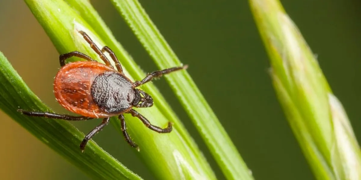 closeup of a tick on a plant straw closeup of a tick on a plant straw