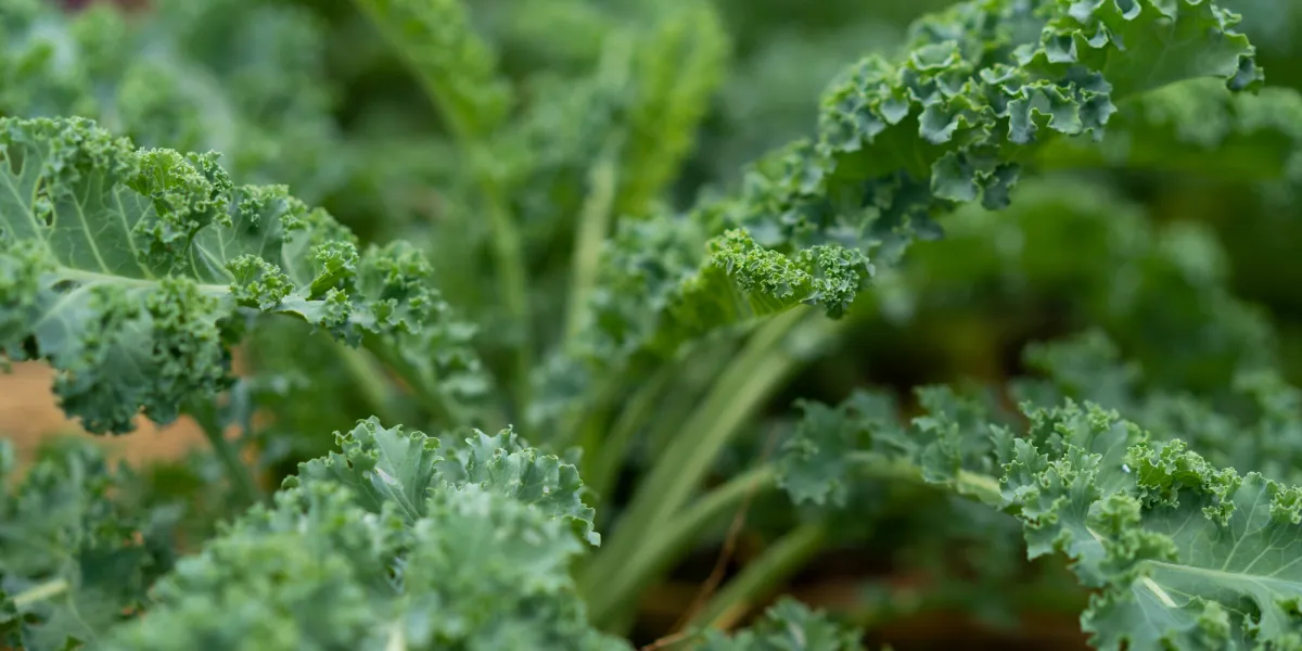 fresh green organic curly kale plant