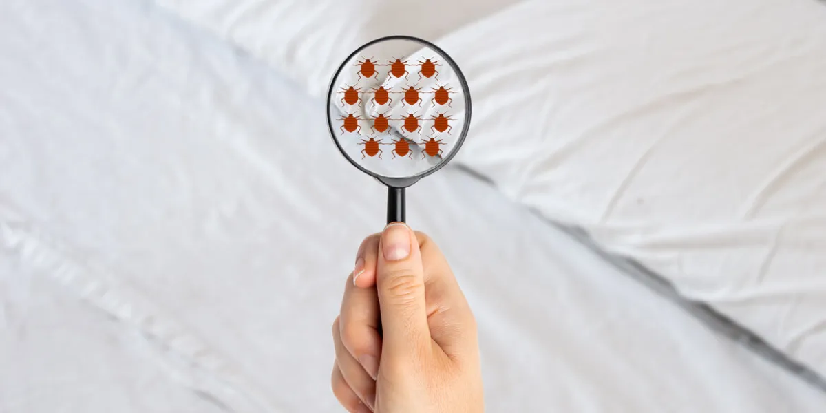 hand woman with magnifying glass detecting bed bugs in bedroom hand woman with magnifying glass detecting bed bugs in bedroom