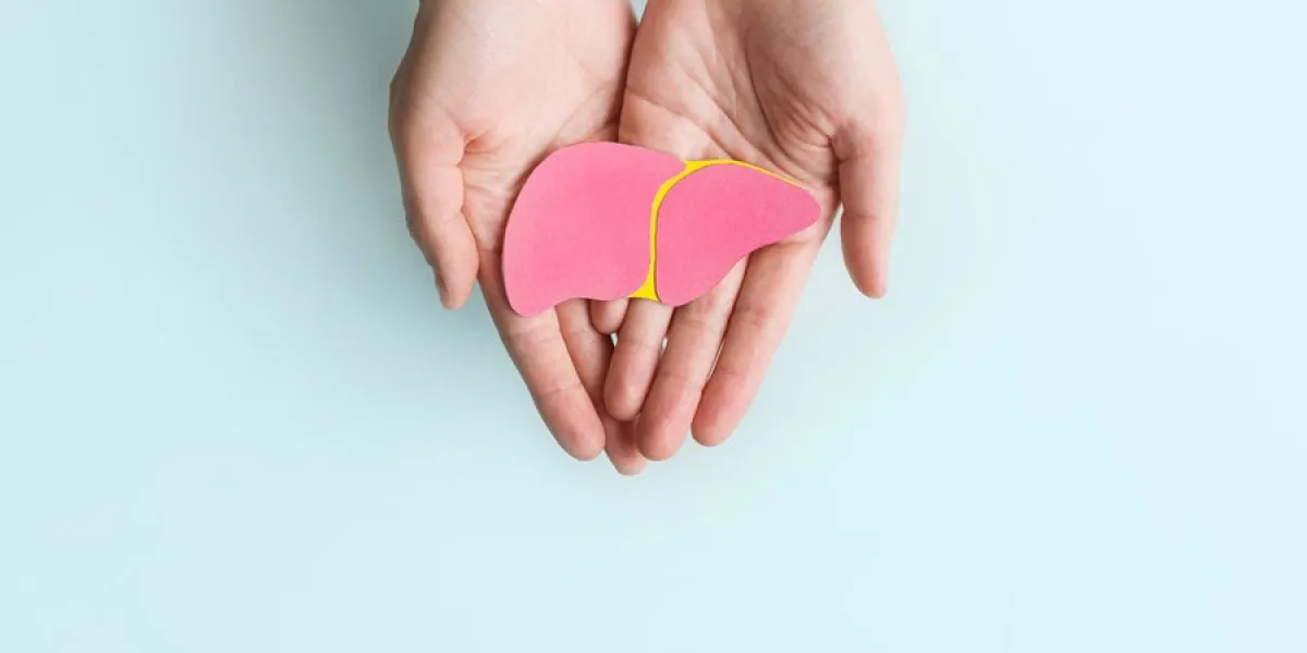world hepatitis day adult hands holding donation liver on blue background awareness of prevention and treatment viral hepatitis liver cancer world cancer day copy space banner world hepatitis day adult hands holding donation liver on blue background awareness of prevention and treatment viral hepatitis liver cancer world cancer day copy space banner