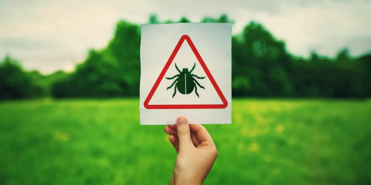 hand holding a warning sign for ticks parasite danger over the park green lawn background different bug bites, health risk, causes infections, lyme disease and needs urgent medical treatment