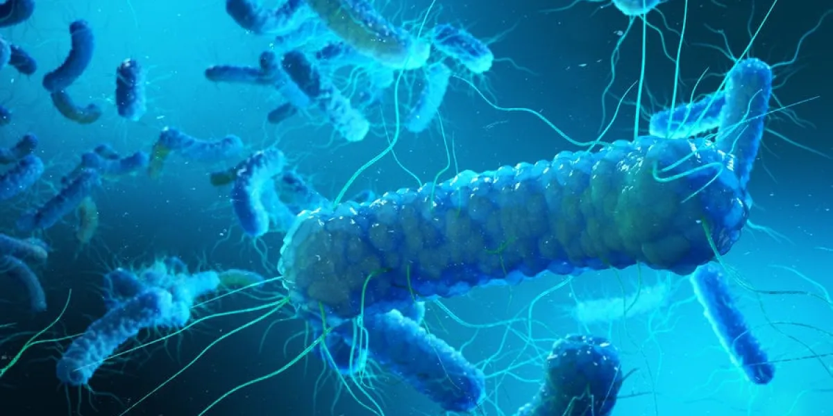 enterobacterias gram negativas proteobacteria, bacteria such as salmonella, escherichia coli, yersinia pestis, klebsiella 3d rendering