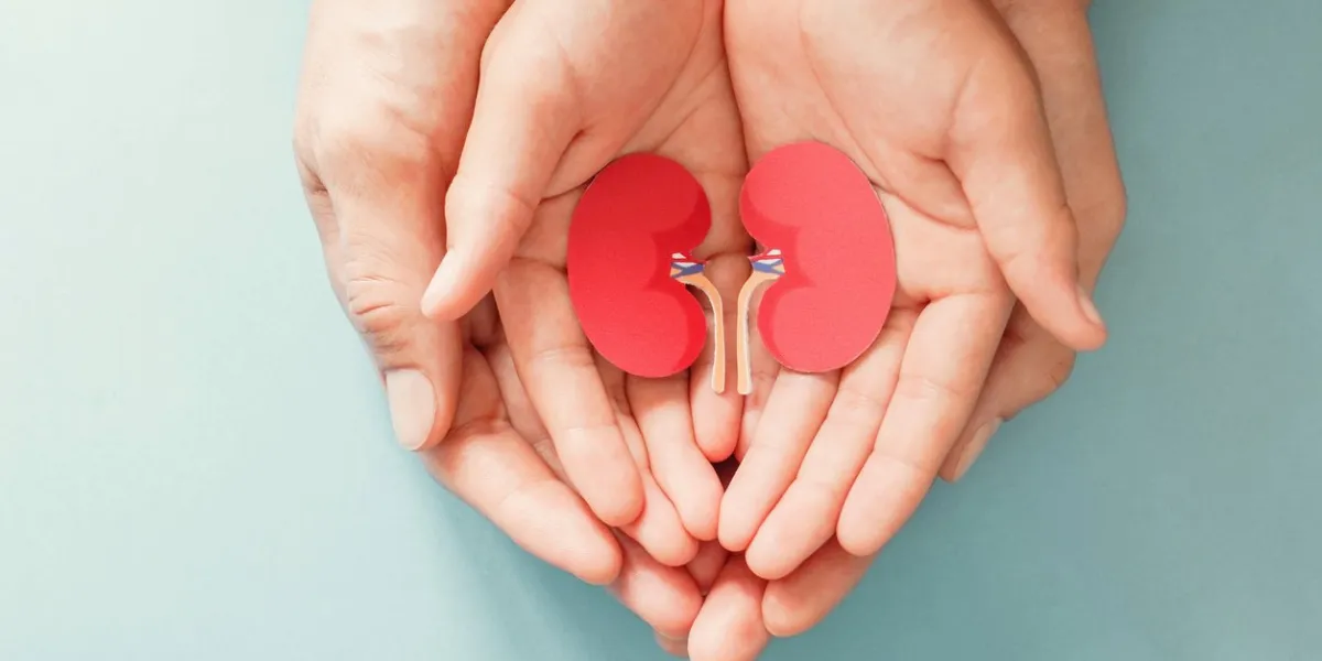 adult and child holding kidney shaped paper, world kidney day, national organ donor day, charity donation concept