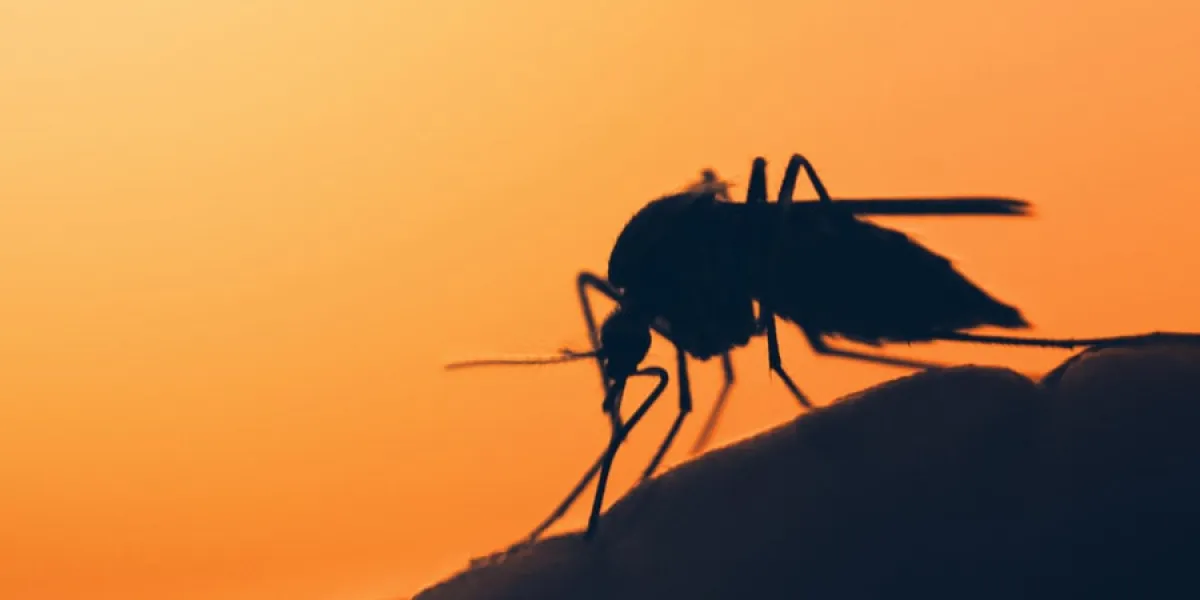 mosquito on the human skin at sunset