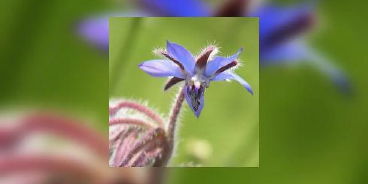 appareil photo numérique konica minolta