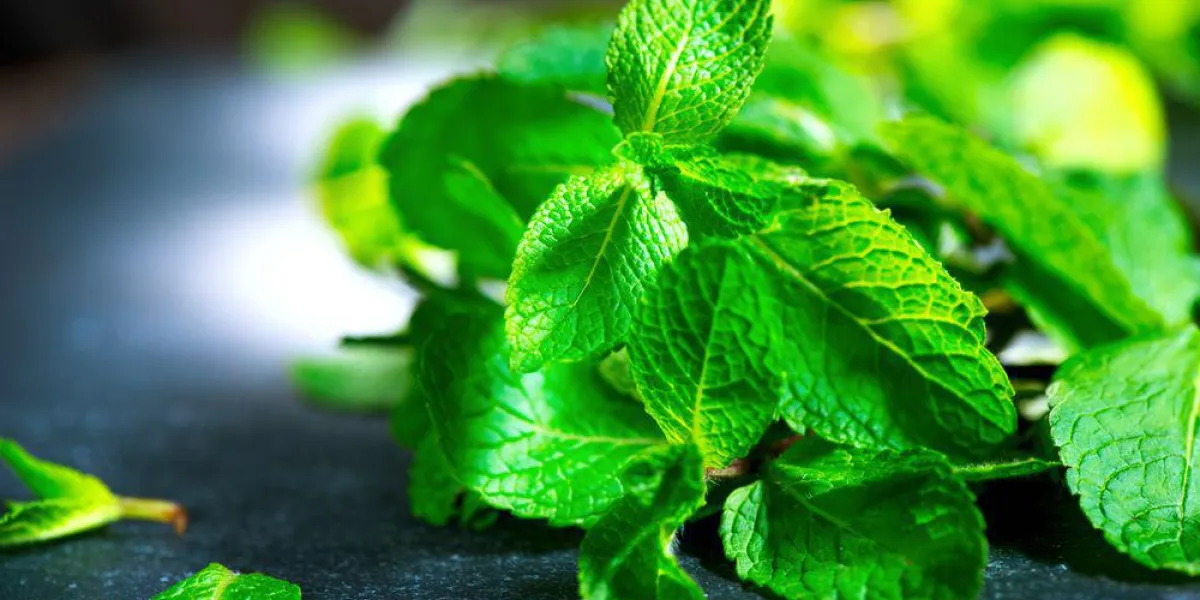 menthe fraîche sur une table closeup menthe fraîche sur une table closeup